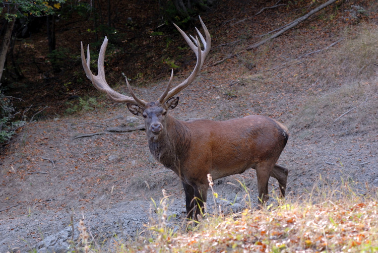 PASSIONE PER IL CERVO